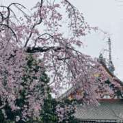 ヒメ日記 2025/04/01 22:00 投稿 まい 脱がされたい人妻 越谷店