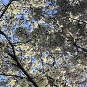 ヒメ日記 2025/03/31 18:38 投稿 桐原ゆりな ママとお姉さん鶯谷