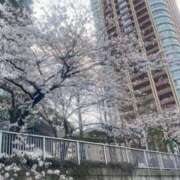 ヒメ日記 2025/04/02 14:53 投稿 れいな ひめドットらぶ