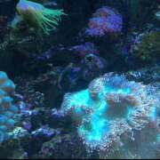 ヒメ日記 2025/03/21 14:44 投稿 すみれ ニューヨークニューヨーク