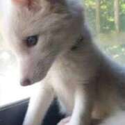 ヒメ日記 2025/04/27 18:13 投稿 すみれ ニューヨークニューヨーク