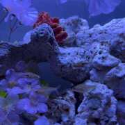 ヒメ日記 2025/05/18 13:57 投稿 すみれ ニューヨークニューヨーク