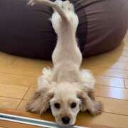 すみれ またまた ニューヨークニューヨーク