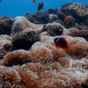 ヒメ日記 2026/03/29 13:55 投稿 すみれ ニューヨークニューヨーク