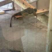 ヒメ日記 2025/08/04 23:55 投稿 アヤカ 性の極み 技の伝道師 ver. 匠