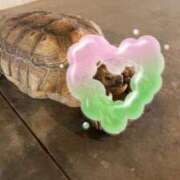 アヤカ 🐢 性の極み 技の伝道師 ver. 匠