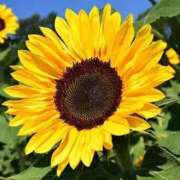 ヒメ日記 2025/07/20 00:11 投稿 ここあ アイムシェイク