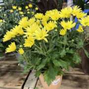 ヒメ日記 2025/07/22 04:48 投稿 ここあ アイムシェイク