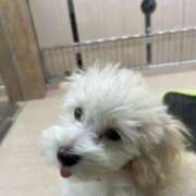 ヒメ日記 2025/07/25 17:15 投稿 ここあ アイムシェイク