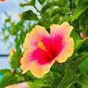 ヒメ日記 2025/07/31 23:10 投稿 ここあ アイムシェイク