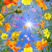 ここあ ほんのりおしゃれしてきました🌹💗 アイムシェイク