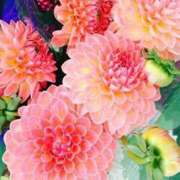 ヒメ日記 2025/10/15 21:10 投稿 りりあ アイムシェイク