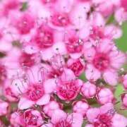 ヒメ日記 2025/08/19 13:10 投稿 あいら アイムシェイク