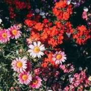 ヒメ日記 2025/09/29 10:33 投稿 あいら アイムシェイク