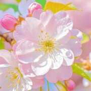 ヒメ日記 2026/01/24 22:13 投稿 まりぃ アイムシェイク