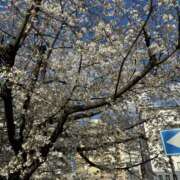 ヒメ日記 2025/04/06 13:20 投稿 篠田 ミセスハンドセラピー