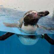 ヒメ日記 2026/02/04 21:35 投稿 ジュリア Club Hearts