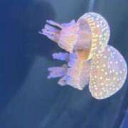 ヒメ日記 2026/02/06 19:11 投稿 ジュリア Club Hearts