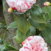 ヒメ日記 2026/03/02 18:27 投稿 ジュリア Club Hearts