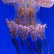 ヒメ日記 2026/03/23 13:06 投稿 ジュリア Club Hearts