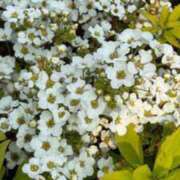 ヒメ日記 2026/03/29 18:21 投稿 ジュリア Club Hearts