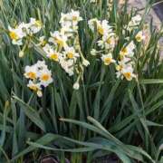 ヒメ日記 2025/03/11 04:18 投稿 元成美香 五十路マダム 徳島店