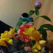 ヒメ日記 2025/04/14 14:46 投稿 元成美香 五十路マダム 徳島店