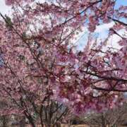 ヒメ日記 2025/05/03 06:22 投稿 元成美香 五十路マダム 徳島店