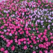 ヒメ日記 2025/05/10 20:58 投稿 元成美香 五十路マダム 徳島店