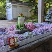 ヒメ日記 2025/06/10 14:56 投稿 元成美香 五十路マダム 徳島店