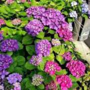 ヒメ日記 2025/06/18 18:52 投稿 元成美香 五十路マダム 徳島店