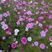 元成美香 本日、出勤しますwww♀♀ 五十路マダム 徳島店