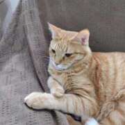 ヒメ日記 2026/03/07 17:00 投稿 元成美香 五十路マダム 徳島店