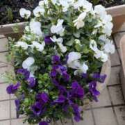 元成美香 小春日和ww♀♀ 五十路マダム 徳島店