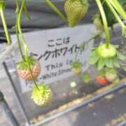 ヒメ日記 2026/04/25 13:02 投稿 元成美香 五十路マダム 徳島店