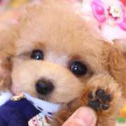 ヒメ日記 2024/12/13 06:36 投稿 かれん 完熟ばなな神戸・三宮店