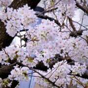 ヒメ日記 2025/03/31 07:52 投稿 かれん 完熟ばなな神戸・三宮店