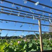 ヒメ日記 2025/08/15 08:24 投稿 かれん サンクチュアリ(上野)