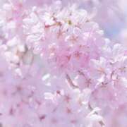 ヒメ日記 2025/04/05 12:08 投稿 えみり☆ CLUB PIAA