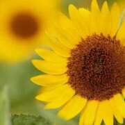 ヒメ日記 2025/07/20 12:01 投稿 えみり☆ CLUB PIAA