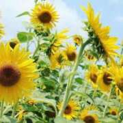 ヒメ日記 2025/07/23 08:30 投稿 えみり☆ CLUB PIAA