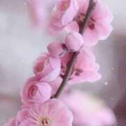 ヒメ日記 2026/02/22 08:30 投稿 えみり☆ CLUB PIAA