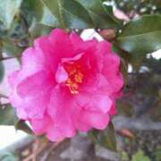 ヒメ日記 2025/12/28 17:13 投稿 あんな 妻天 日本橋店