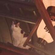 ヒメ日記 2026/02/13 01:23 投稿 あんな 妻天 日本橋店