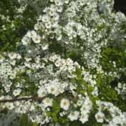 ヒメ日記 2026/03/29 15:54 投稿 あんな 妻天 日本橋店