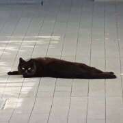 ヒメ日記 2026/04/09 16:12 投稿 あんな 妻天 日本橋店