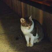 ヒメ日記 2026/10/10 15:52 投稿 あんな 妻天 日本橋店