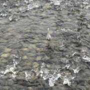 ヒメ日記 2025/03/25 15:18 投稿 かな 奥様の実話 谷九店