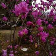 ヒメ日記 2025/03/27 08:54 投稿 かな 奥様の実話 谷九店