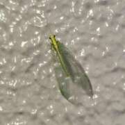 あこ つかの間の命🌠 テコキナーゼ